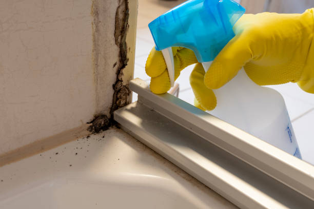 Best Toxic Mold Removal  in Holly Hill, FL