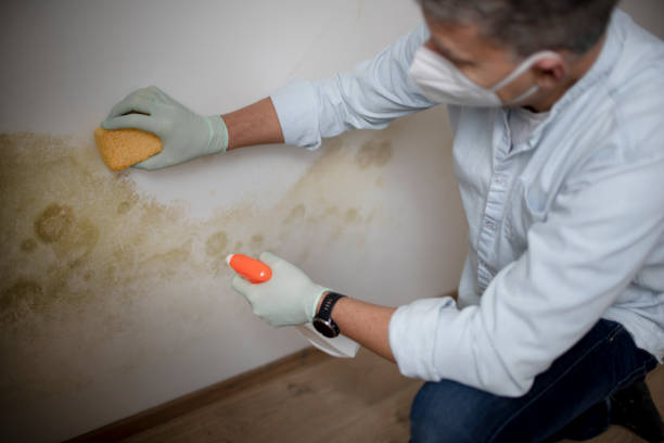 Best Mold Remediation  in Holly Hill, FL