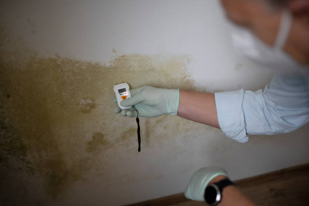 Best Same-Day Mold Removal  in Holly Hill, FL