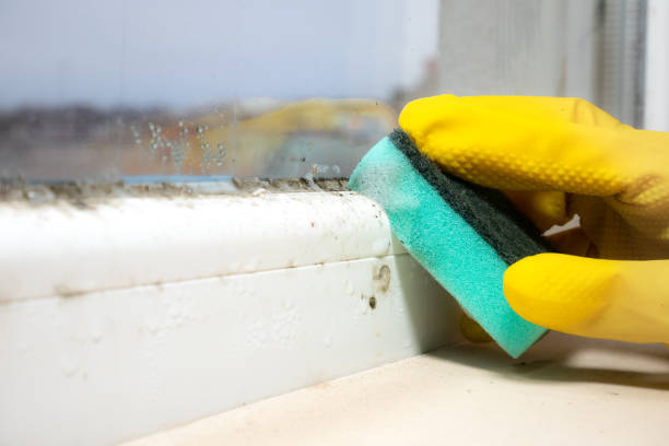 Best Local Mold Removal Service  in Holly Hill, FL