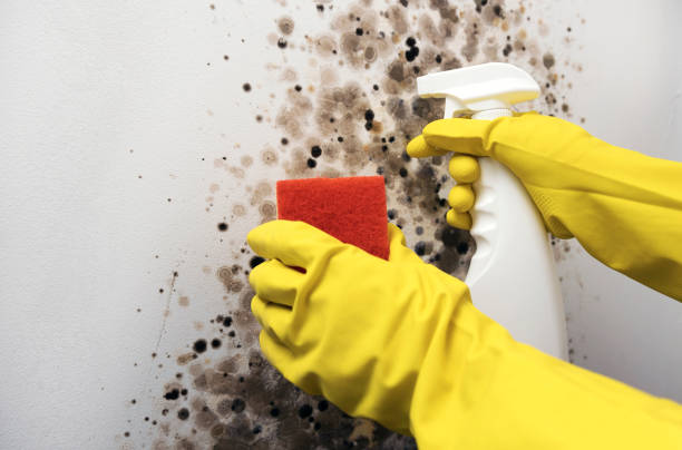 Best Residential Mold Removal  in Holly Hill, FL