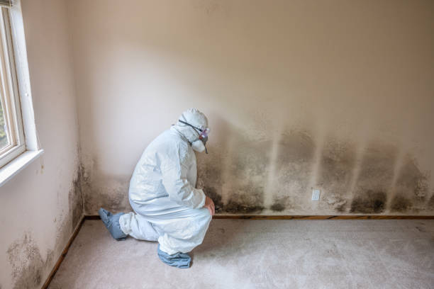 Best Crawl Space Mold Removal  in Holly Hill, FL