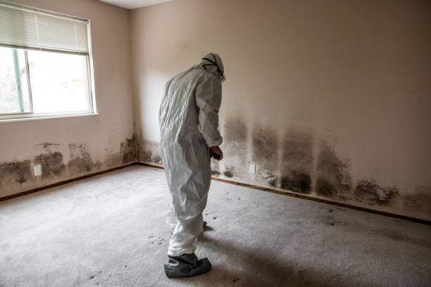 Best Black Mold Removal  in Holly Hill, FL
