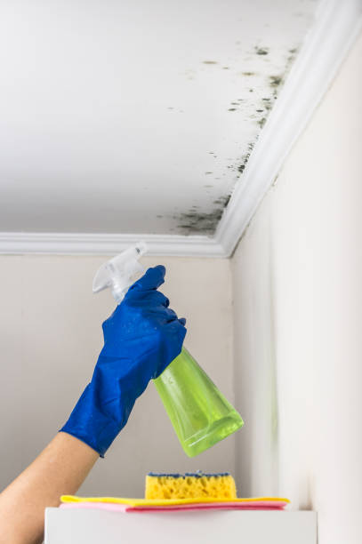 Professional Mold Removal in Holly Hill, FL